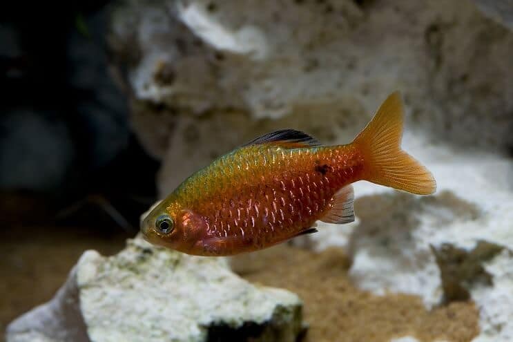 Rosy Barb Oversikt