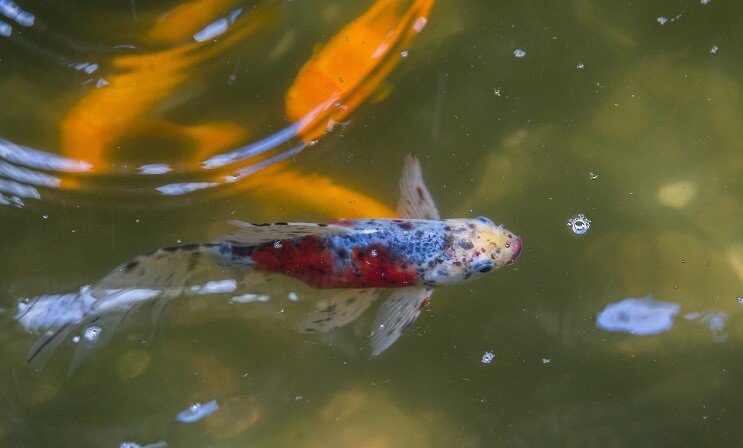 Shubunkin gullfisk i en dam