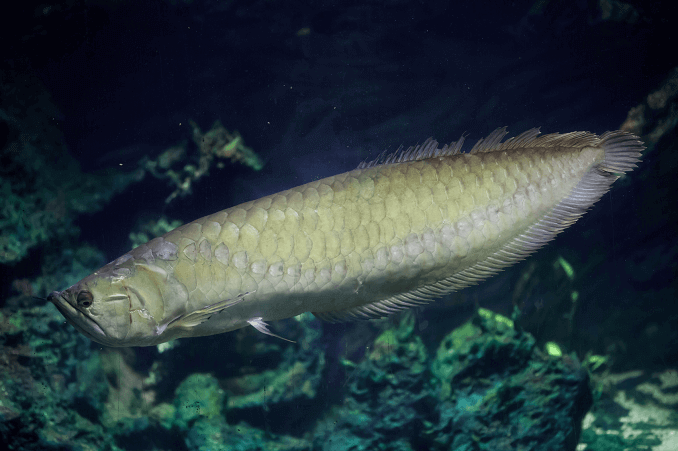 Sølv Arowana Utseende