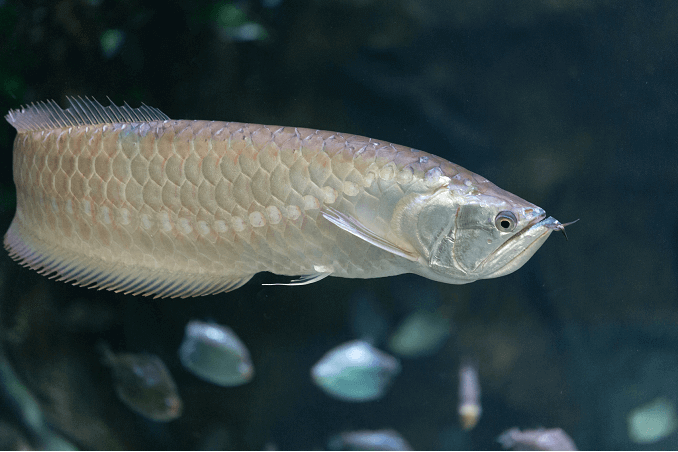 Sølv Arowana svømming