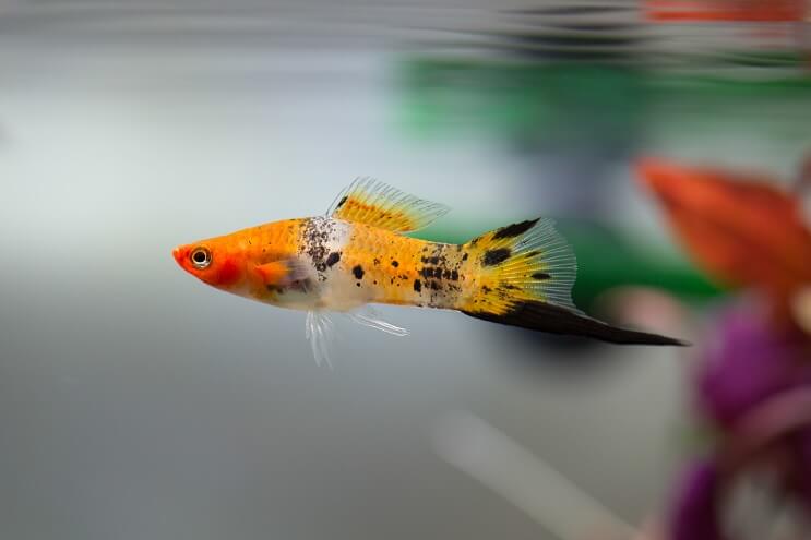 Swordtail Oversikt