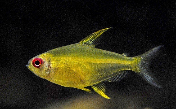 Sitron Tetra