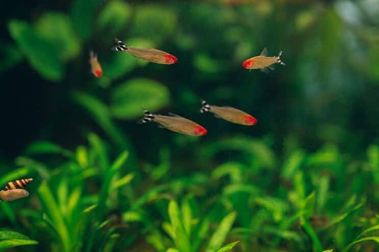 Rummy Nese Tetra