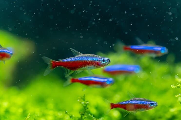 Tetra habitat