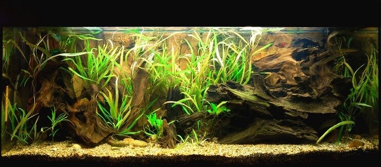 Clown Loach Tank forhold