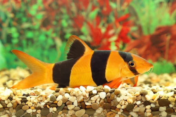Clown Loach Oversikt