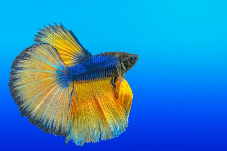 Hvordan ta vare på Bettas