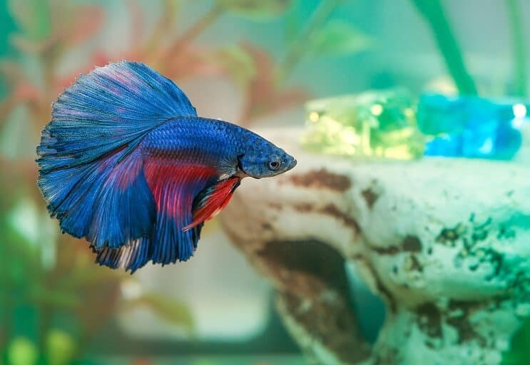 Betta Fish Disease