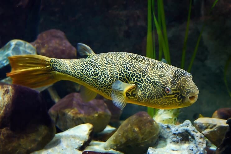 Mbu Puffer Fish på nært hold