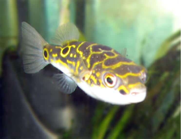 Figur 8 Puffer Fish