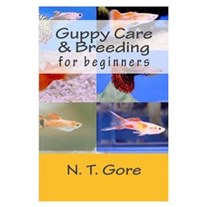 Nybegynnerguide for å ta vare på guppies