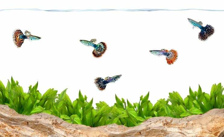 Guppies i et akvarium