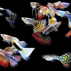 5 mannlige guppies for tropiske tanker