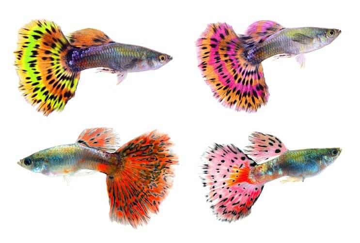 Ulike farger av guppies