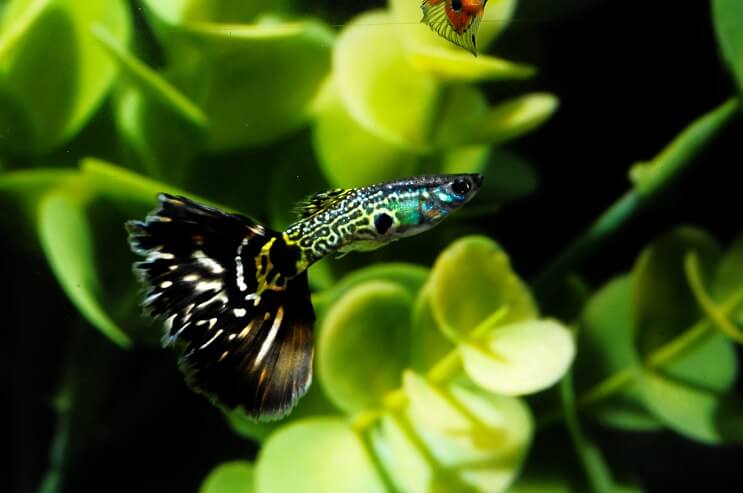 Mønstret Guppy Fish
