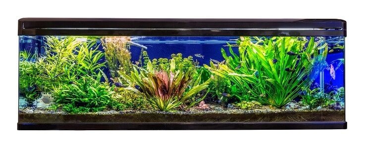 Ideelle habitat- og tankforhold