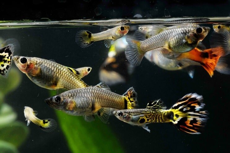 Hvordan Sex Guppies