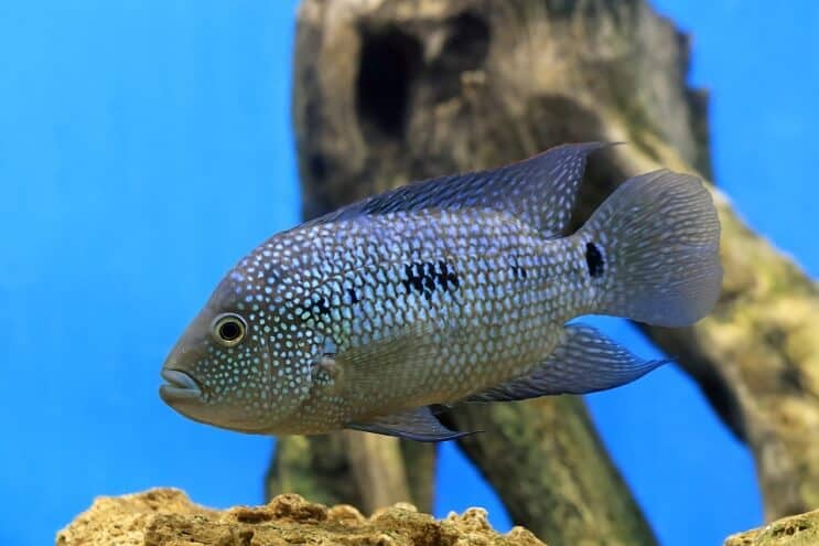 Texas Cichlid Oversikt