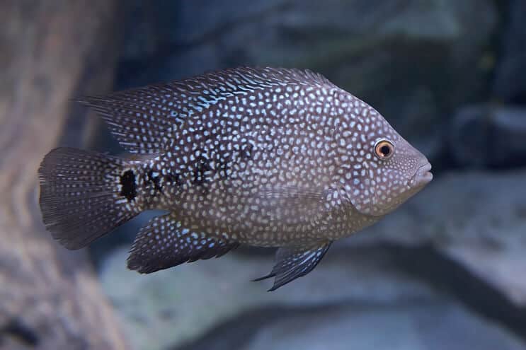 Texas Cichlid Utseende