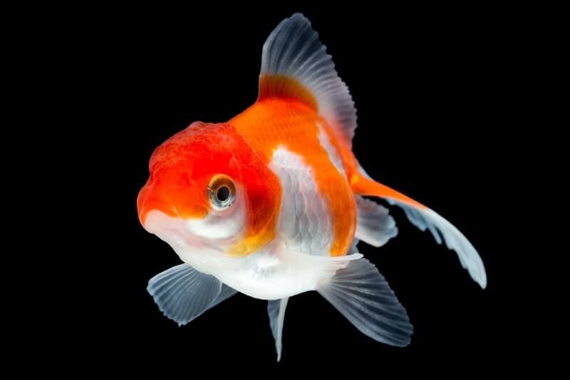 Fantail gullfisk