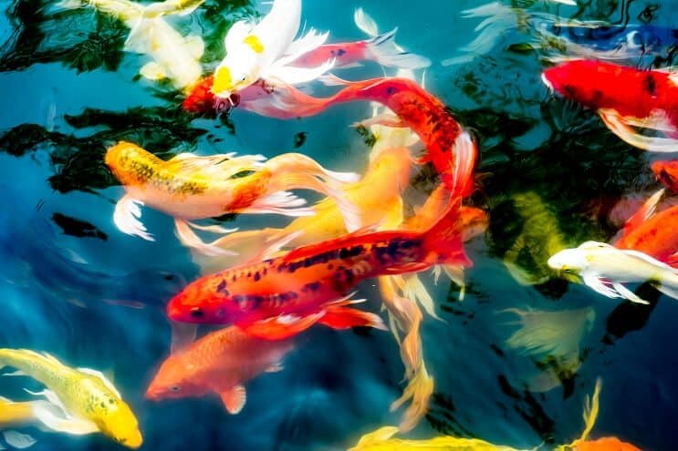 Koi fisketyper