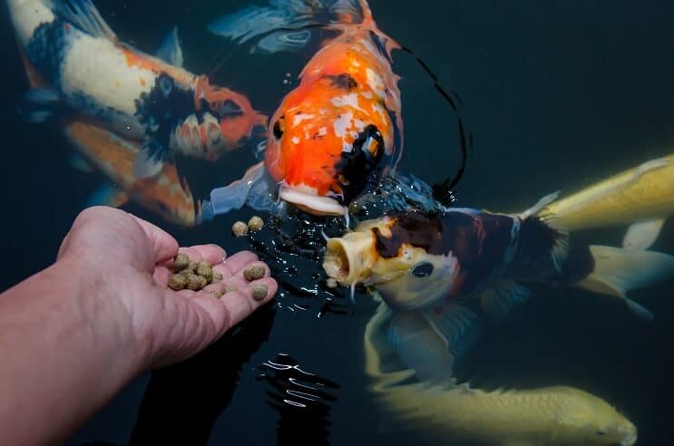 Koi fisk diett