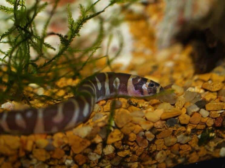 Kuhli Loach habitat