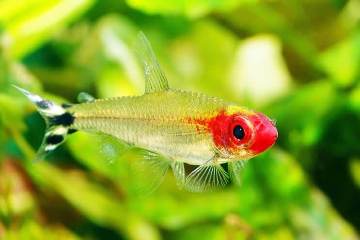 Rummy Nese Tetra