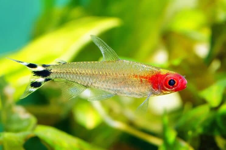 Rummy Nese Tetra Svømming