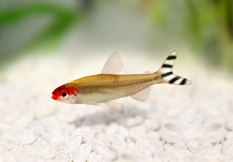Rummy Nese Tetra Utseende