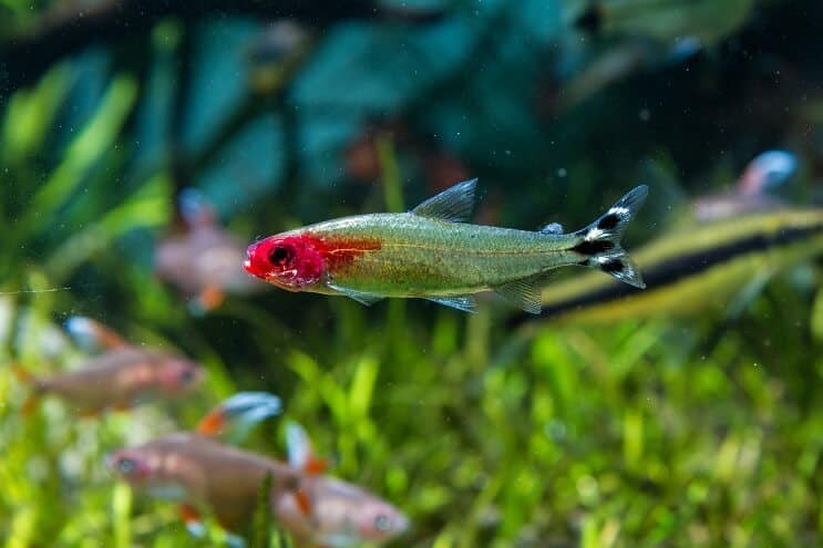 Rummy Nese Tetra Tank forhold