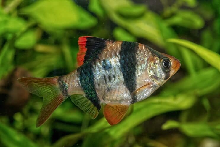 Tiger Barb Utseende