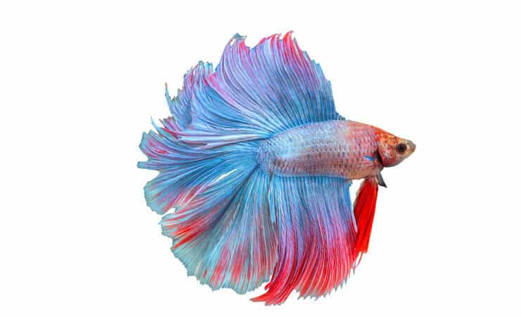 Dobbel hale Betta