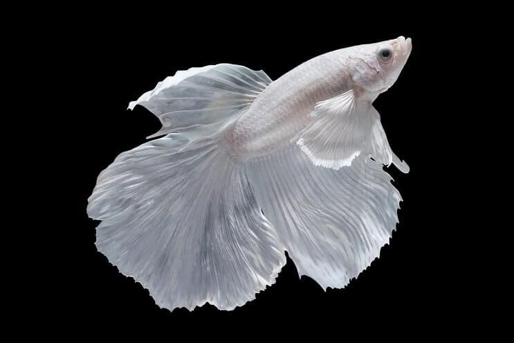 Hvit Betta