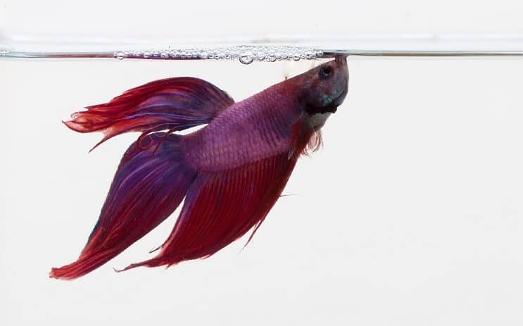 Lilla Betta