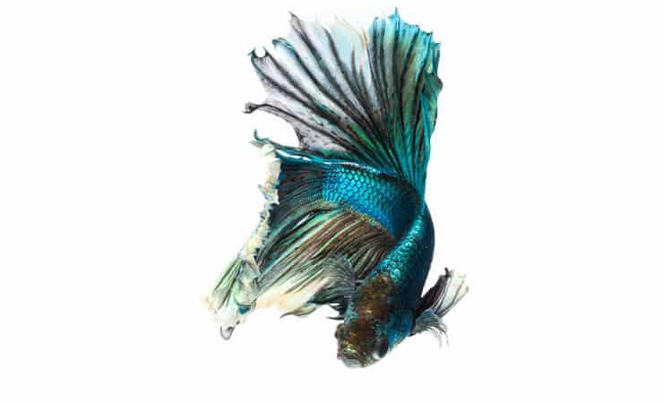 Grønn Betta Fish