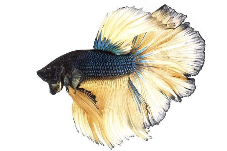 Sennepsgass Betta