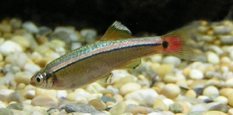 White Cloud Mountain Minnow Oversikt