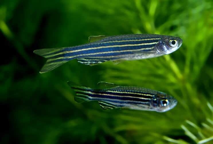 Zebra Danios Svømming