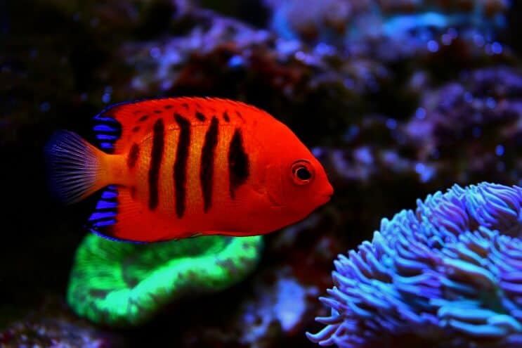 Flamme Angelfish