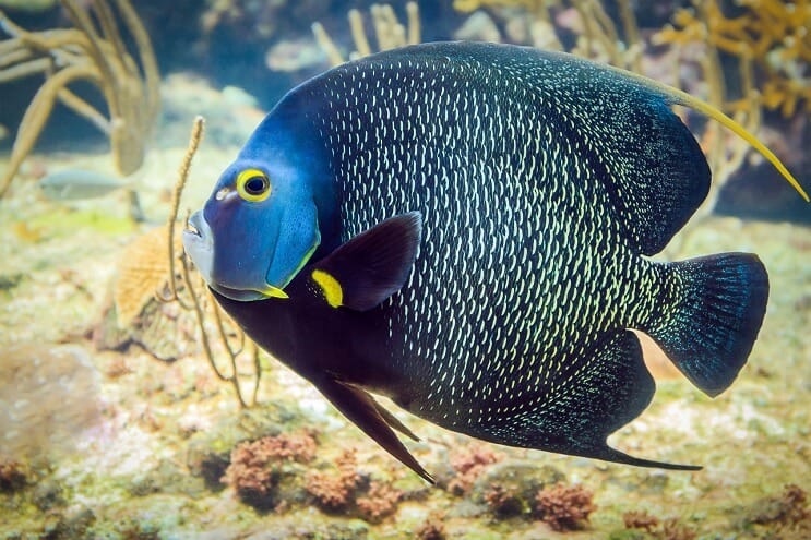 Fransk angelfish
