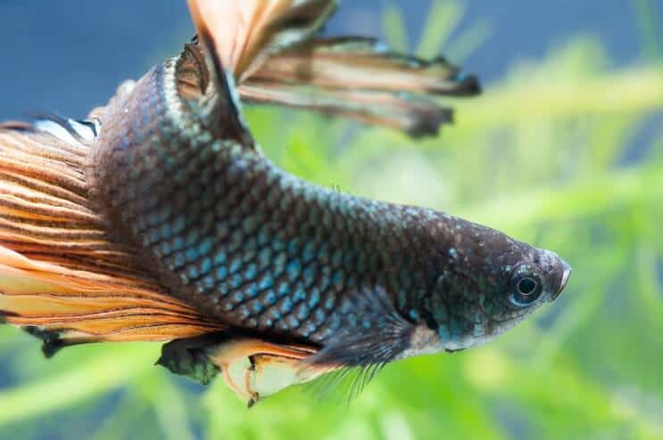 Kvinne Betta Fish