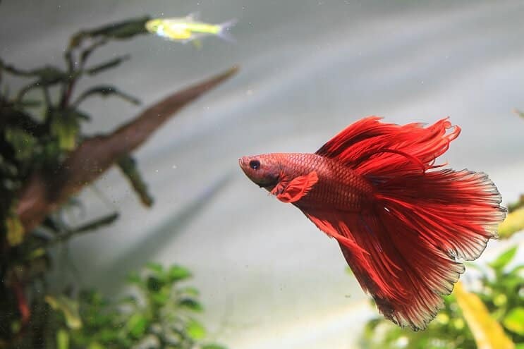 Betta Fish Svømming