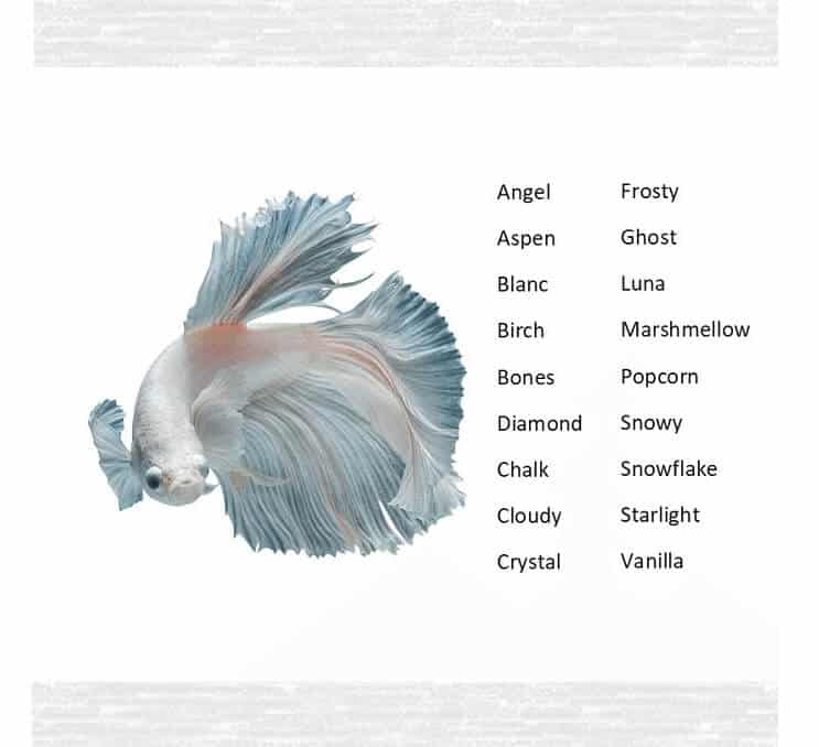 Betta Fish Names