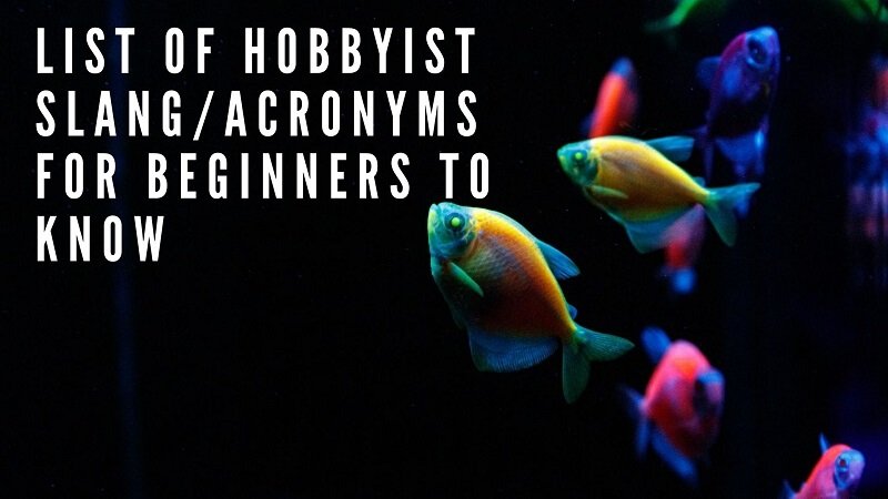 liste over hobby slang_acronyms for nybegynnere å vite