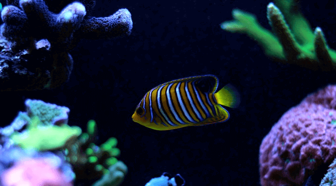 Enkel fisk
