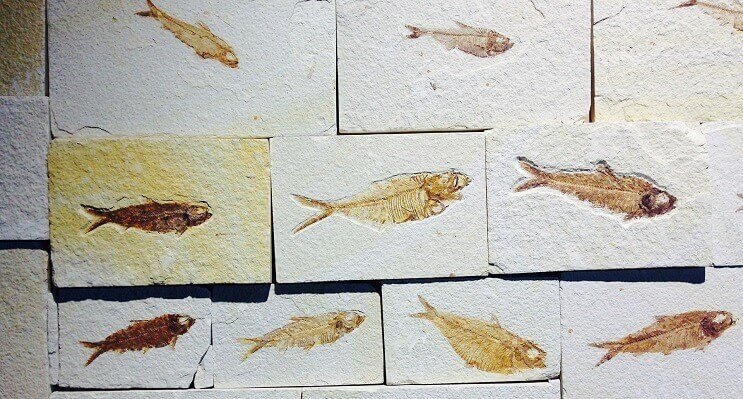 Fiskefossiler
