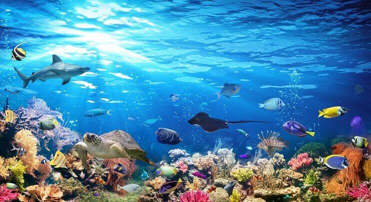 Utvalg av Sealife