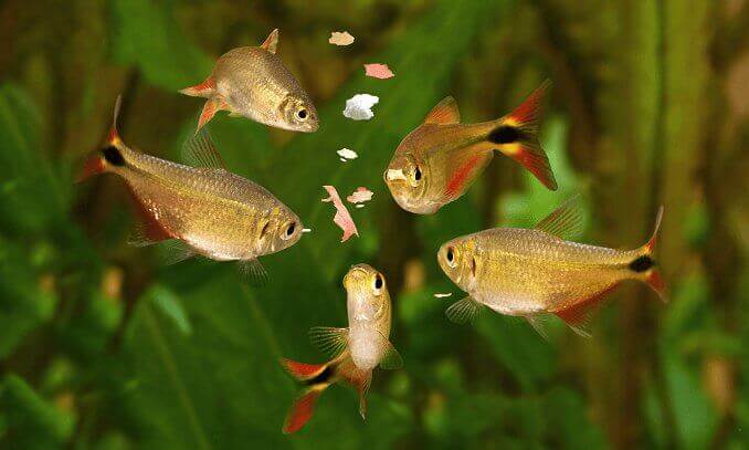 Mating av fisk