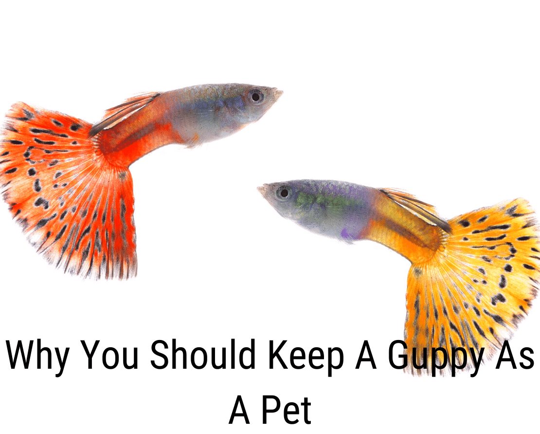 Hvorfor du bør holde deg guppy som kjæledyr